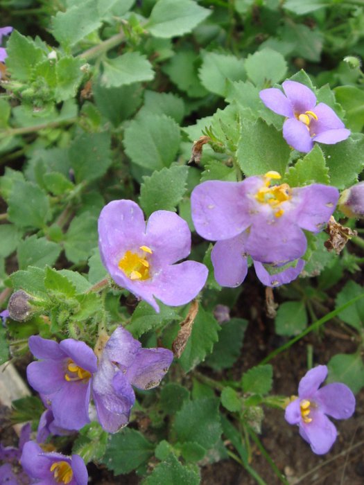 Bacopa diffusa 'Gulliver Dark Blue' (3)